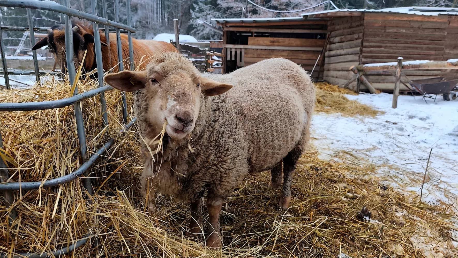 Ovečka Anaya, nová parťačka Louky