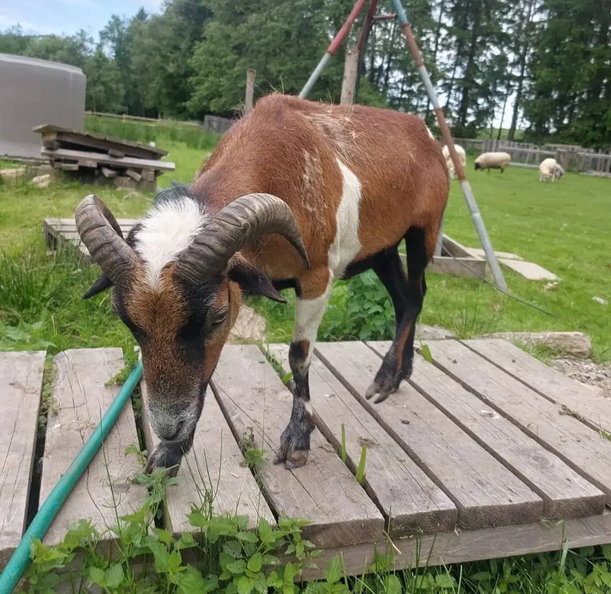 Beran Eda, nový obyvatel Louky
