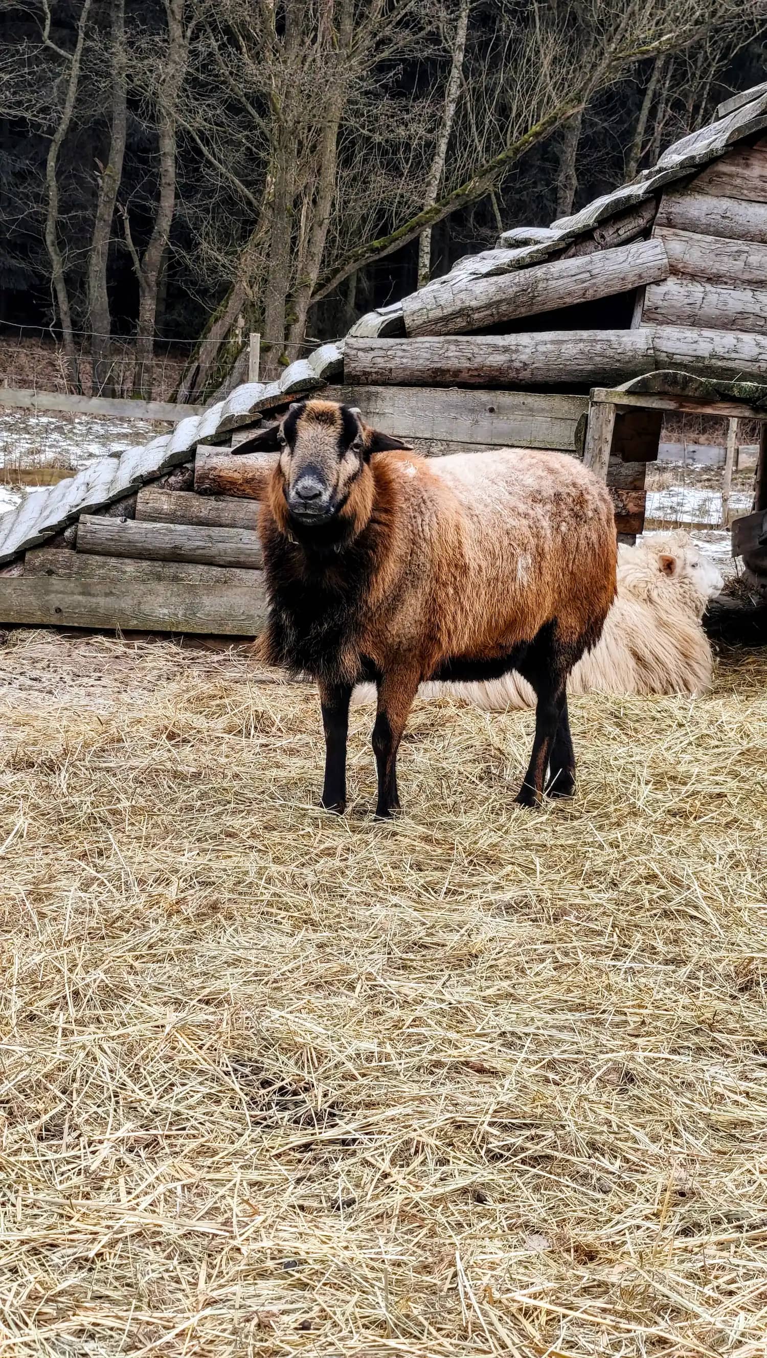 Emil