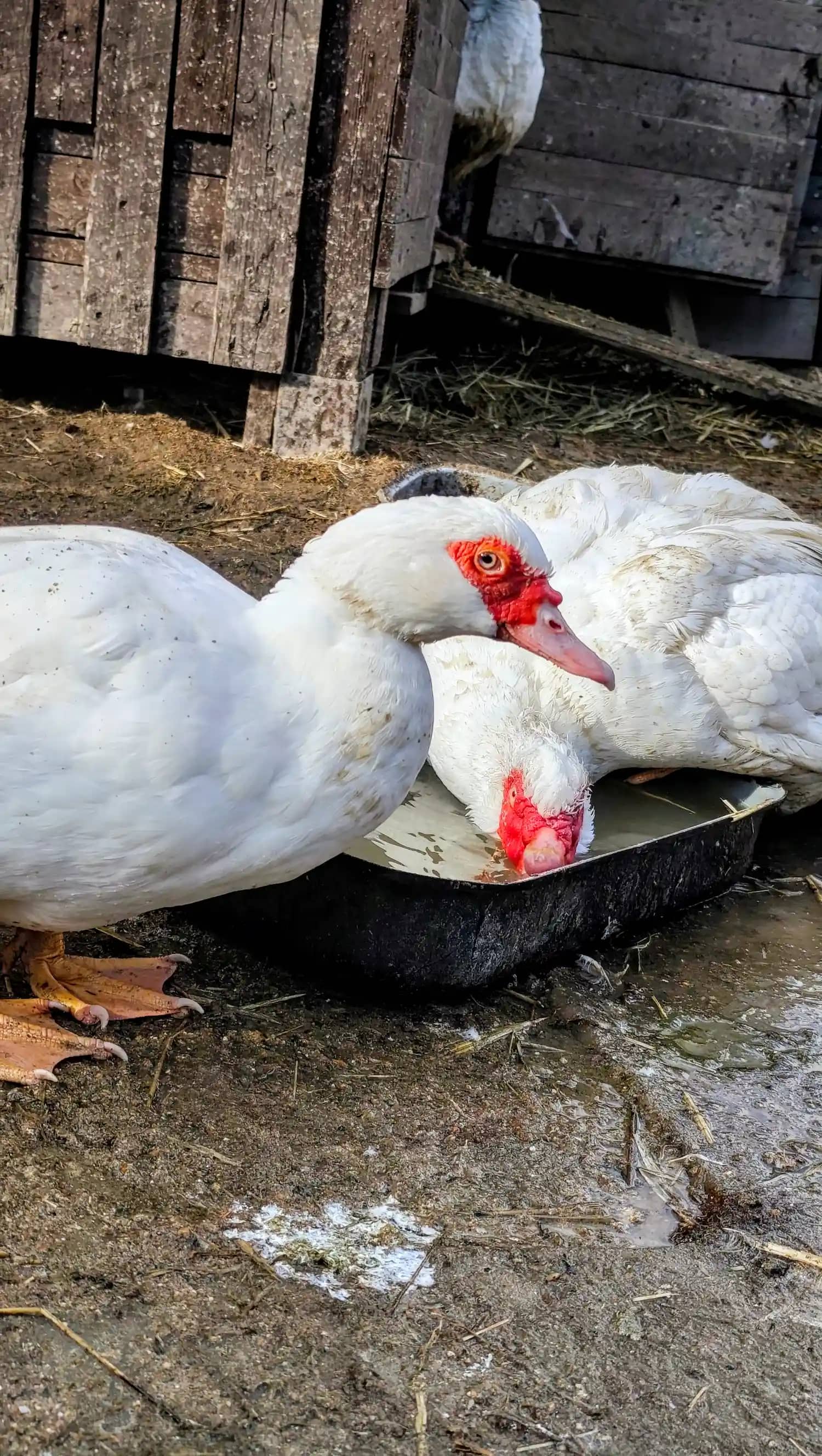 Kachny