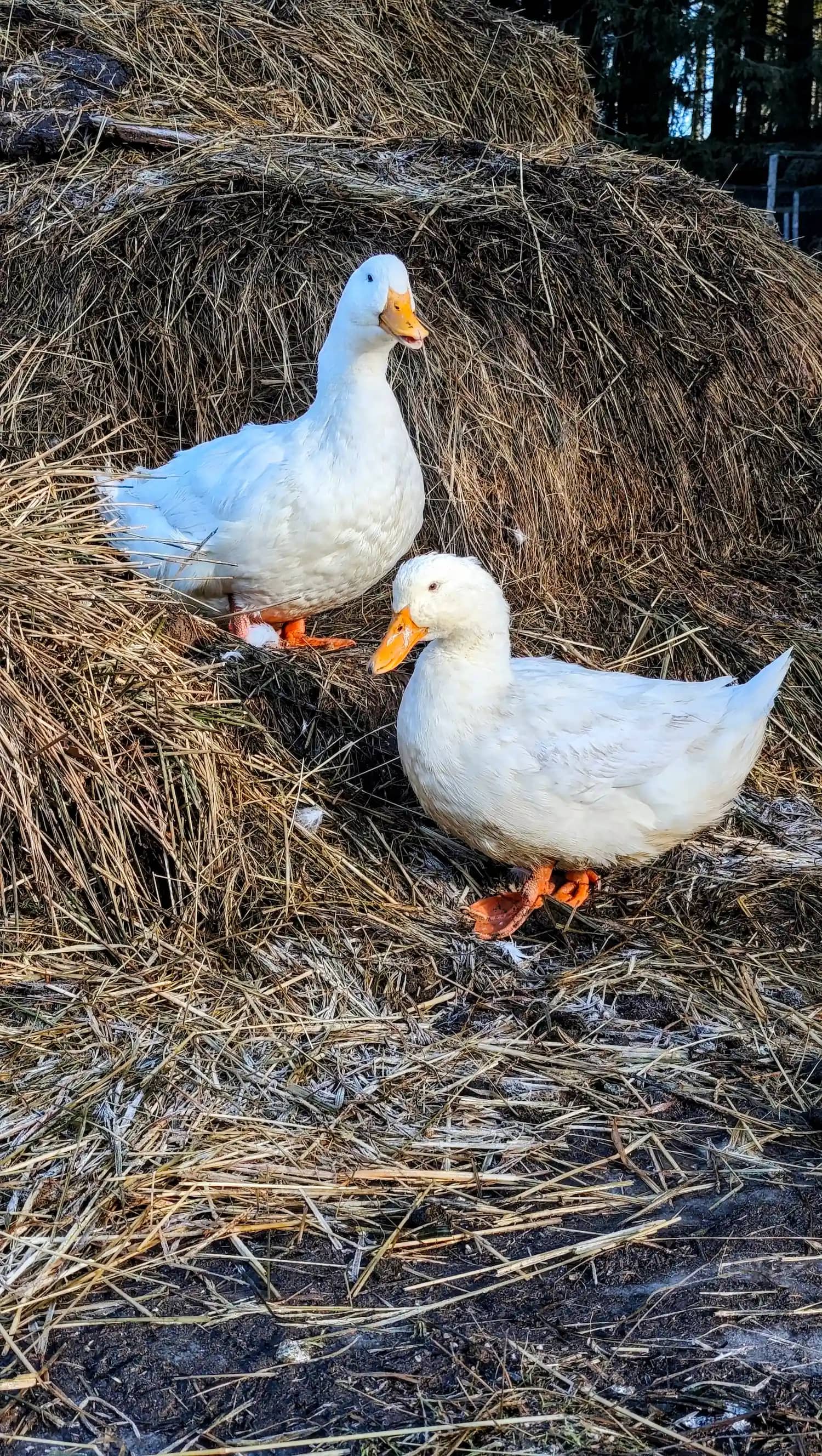 Kachny