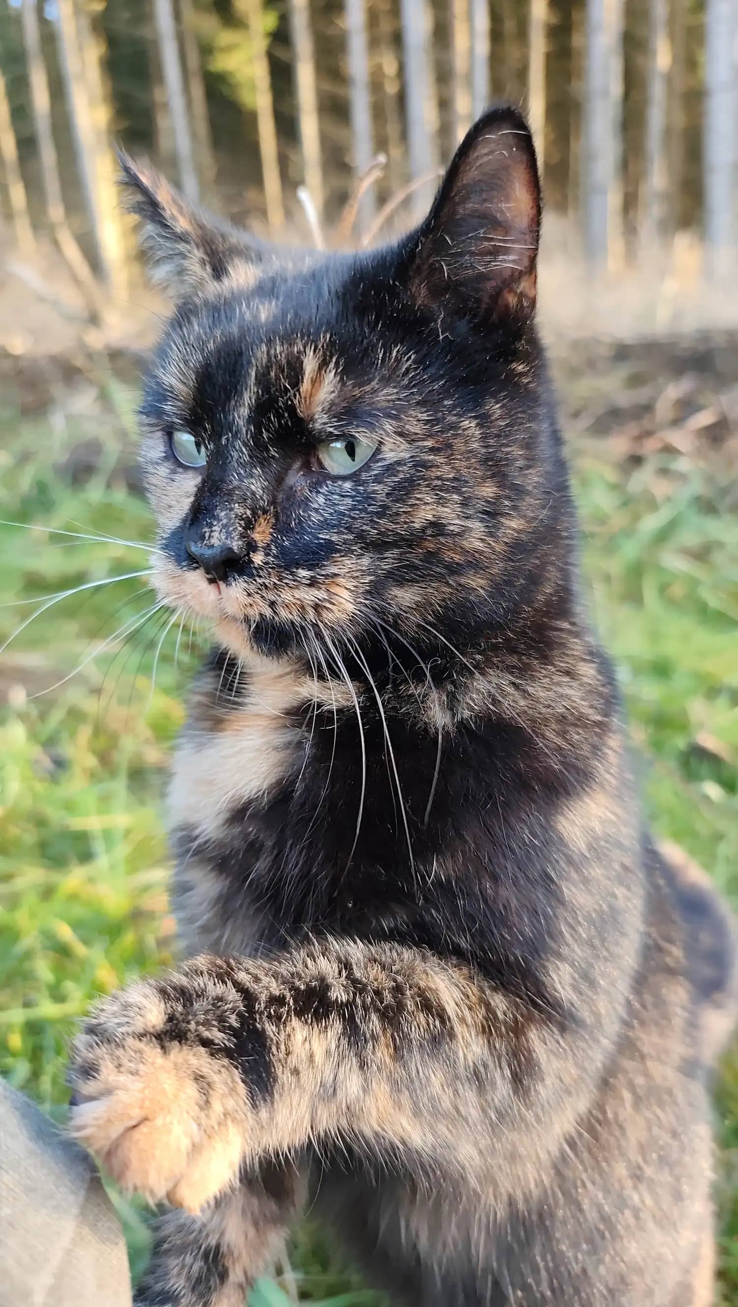 Lotka