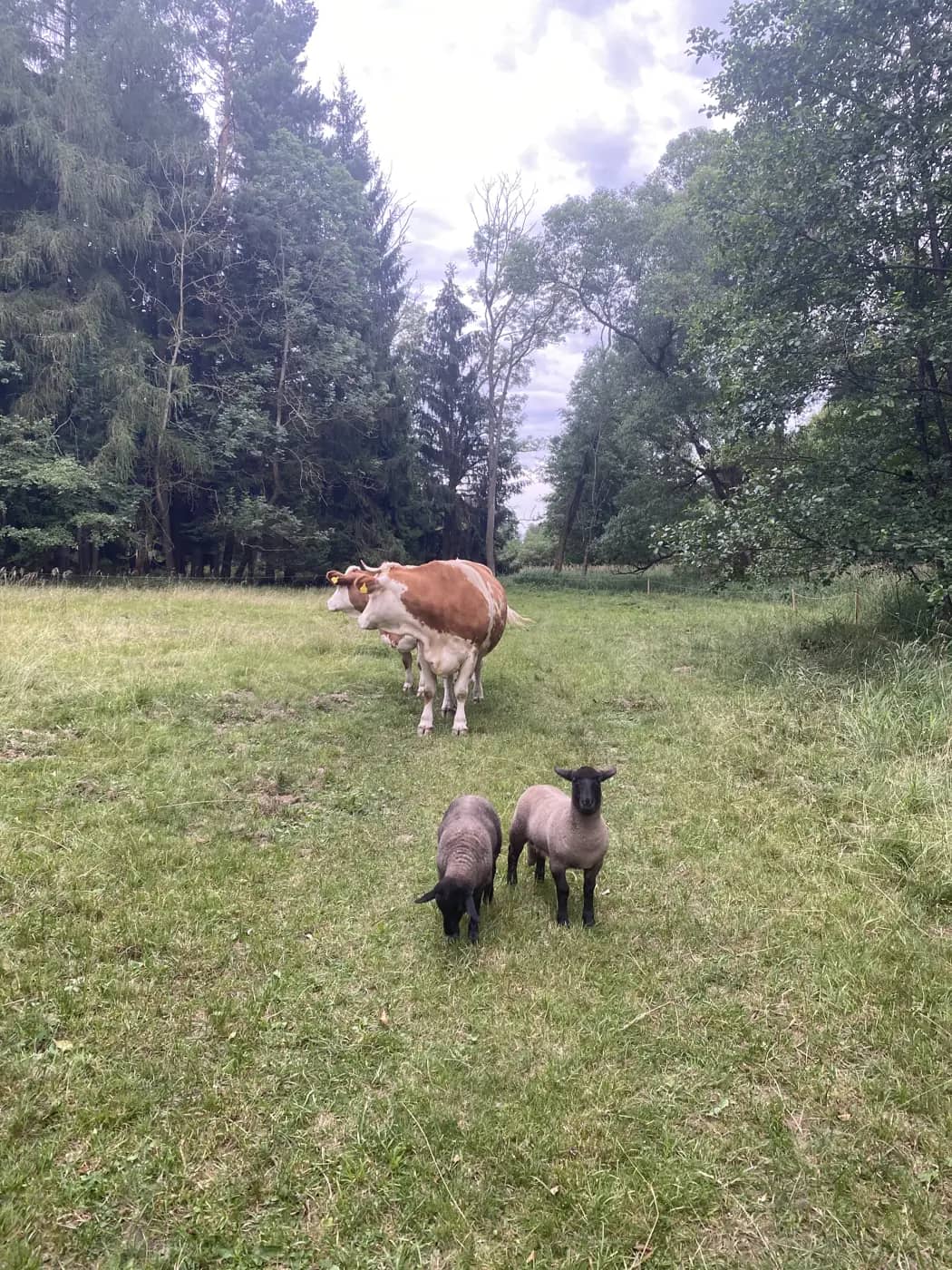 Život na Louce