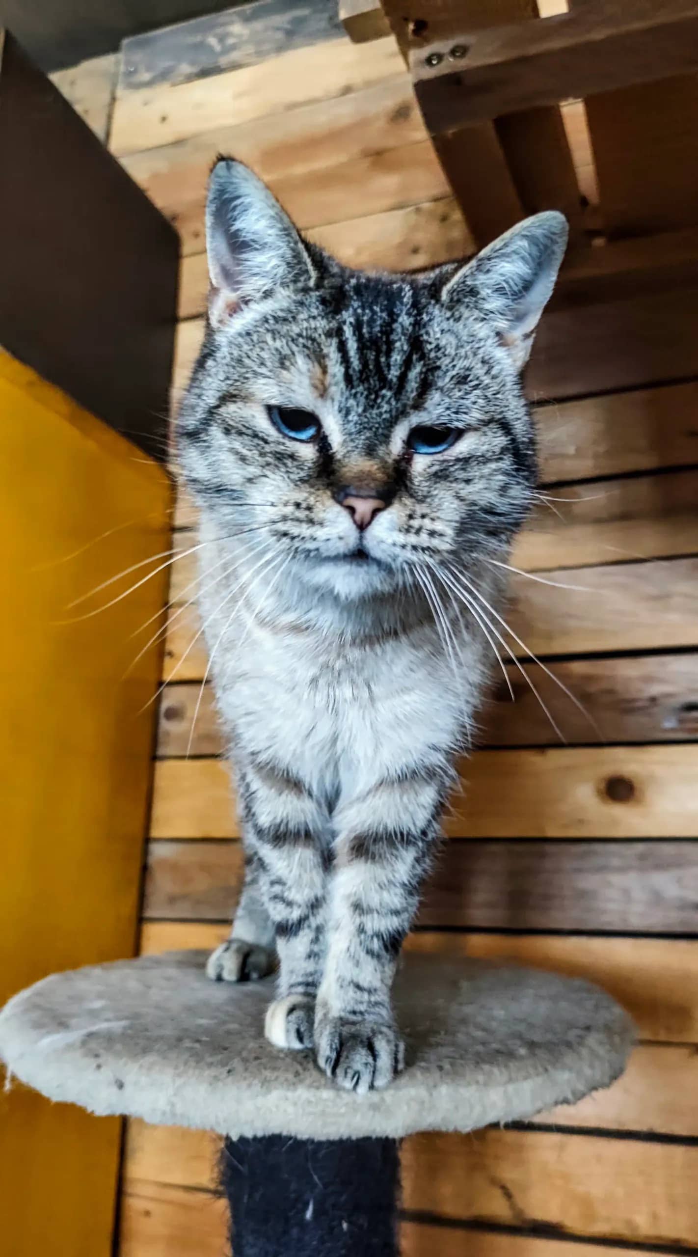 Máša