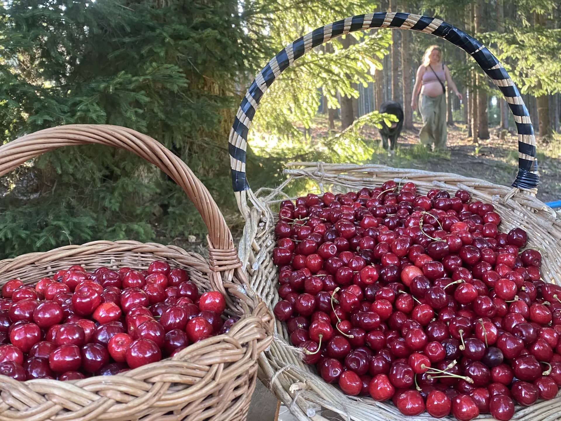 Košíky čerstvě natrhaných třešní z Louky