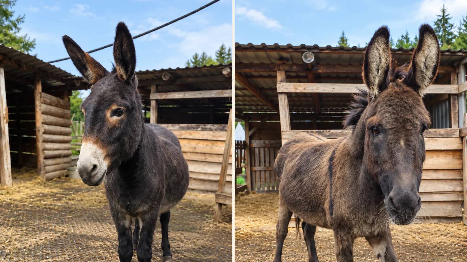 Oslice Tonička a Elvíra ve výběhu na Louce