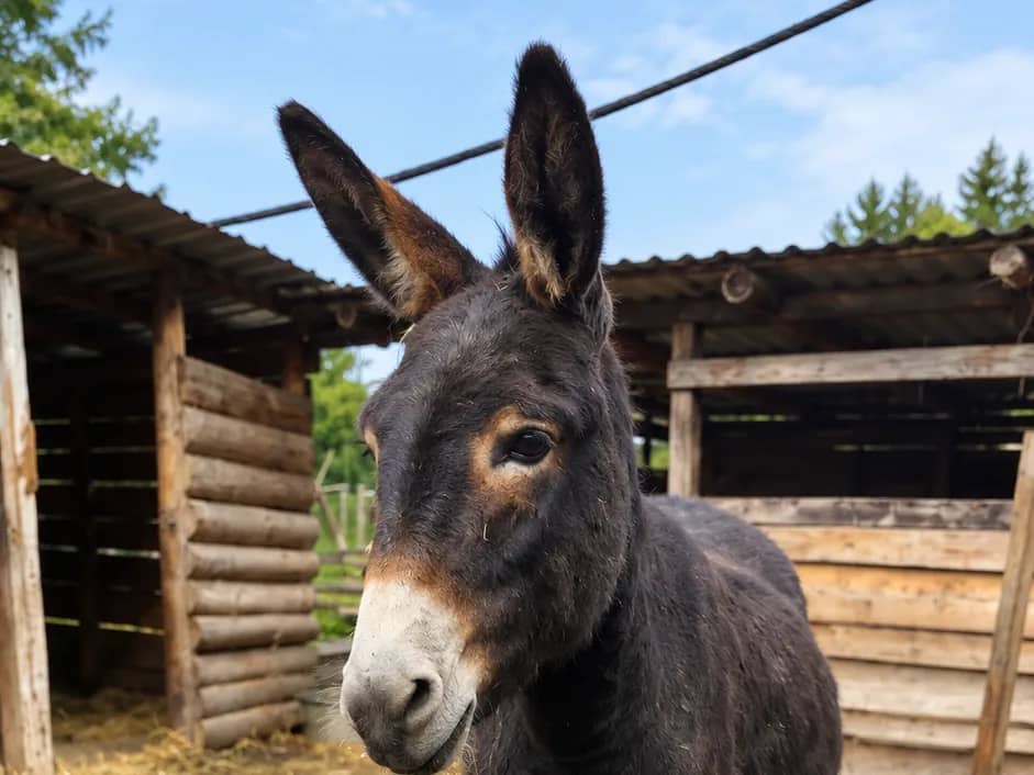 Tonička