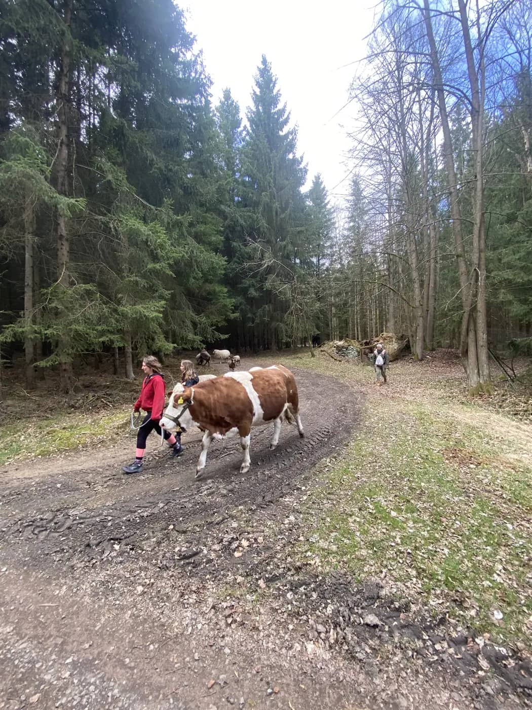 Procházky