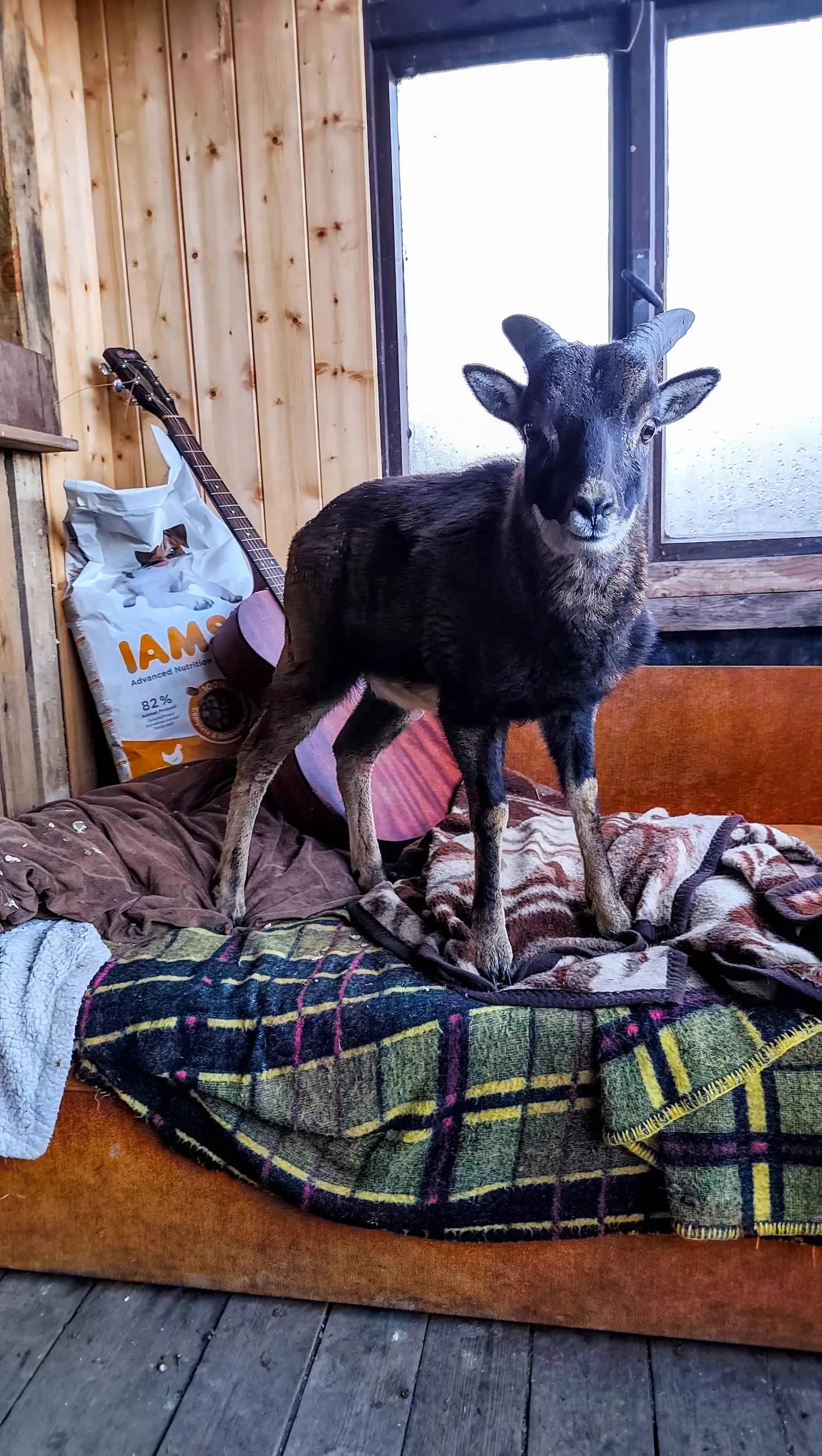 Yakul
