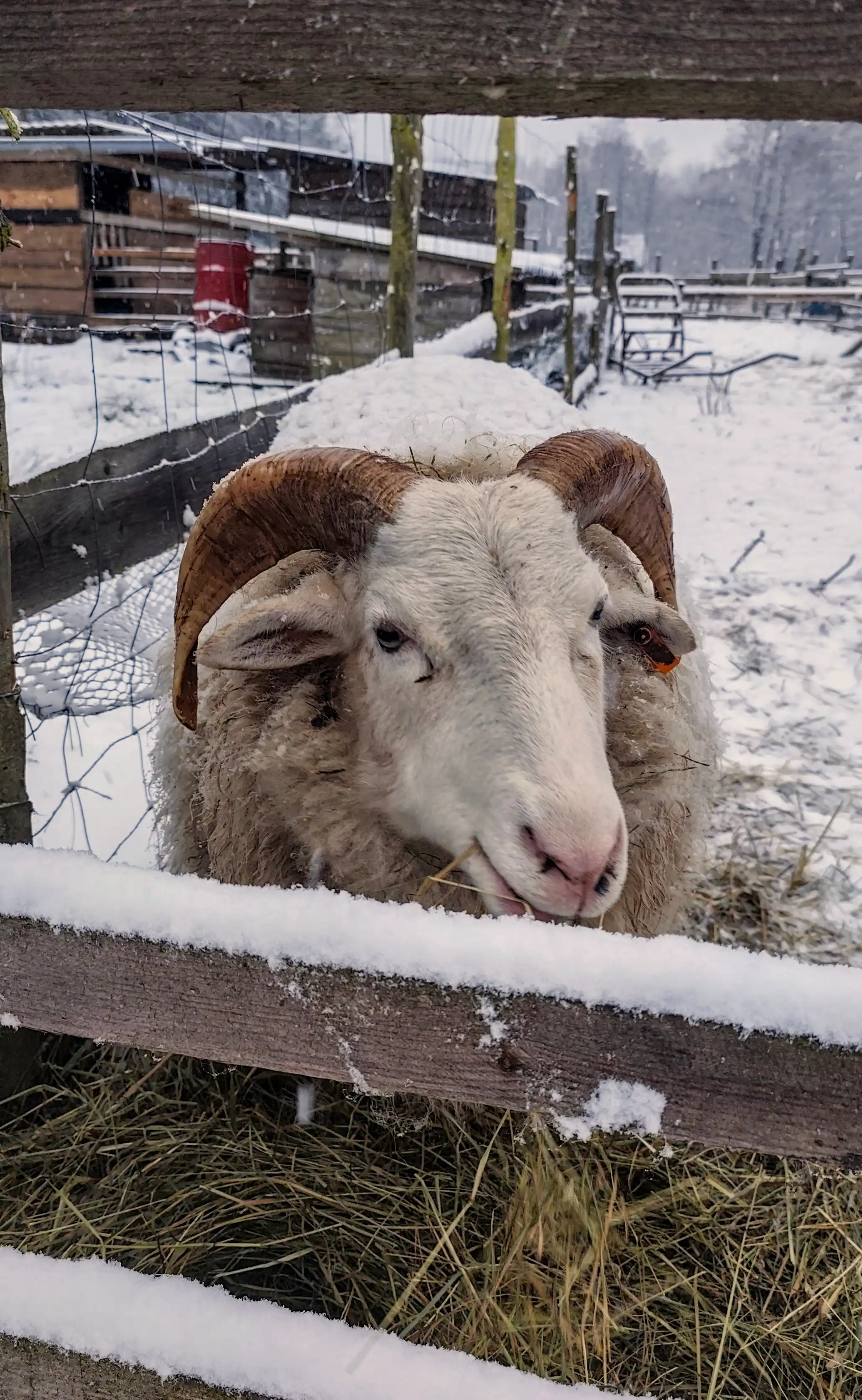 Kulich