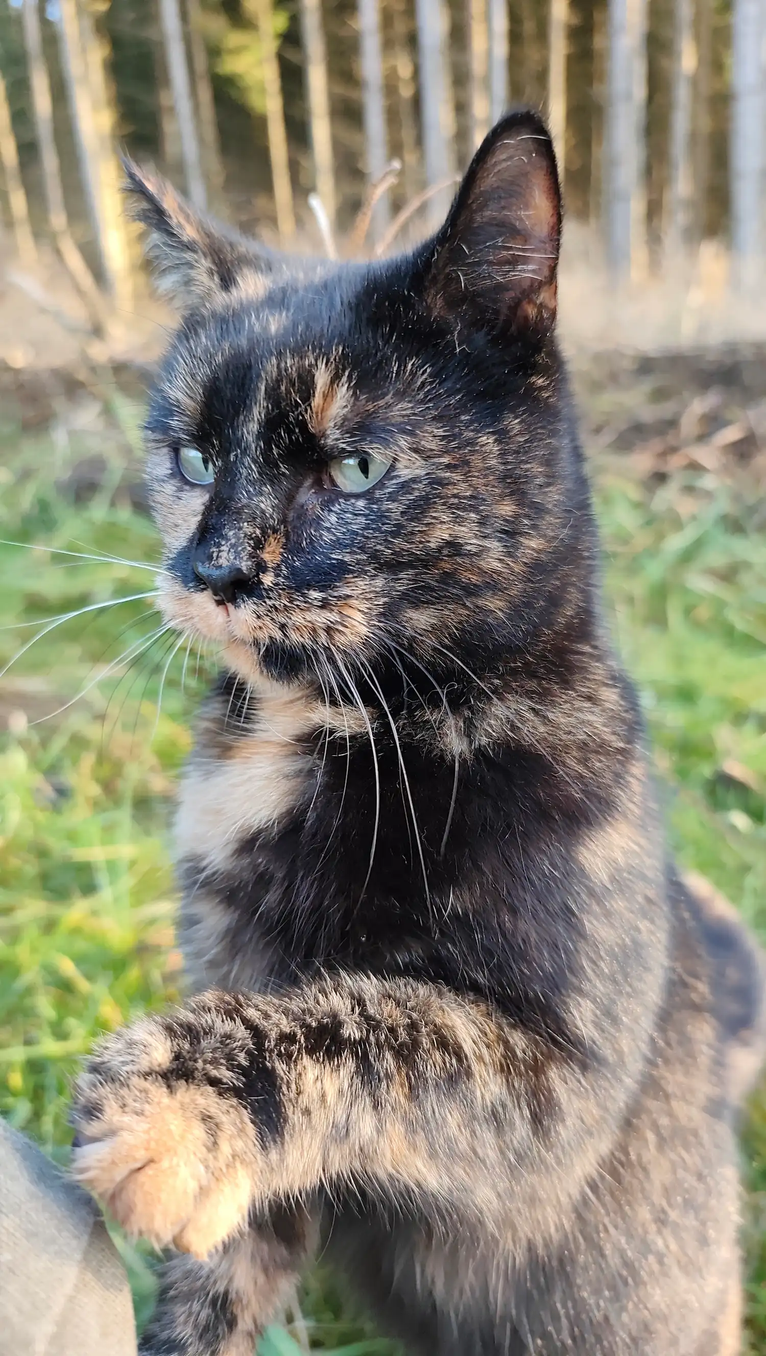 Lotka