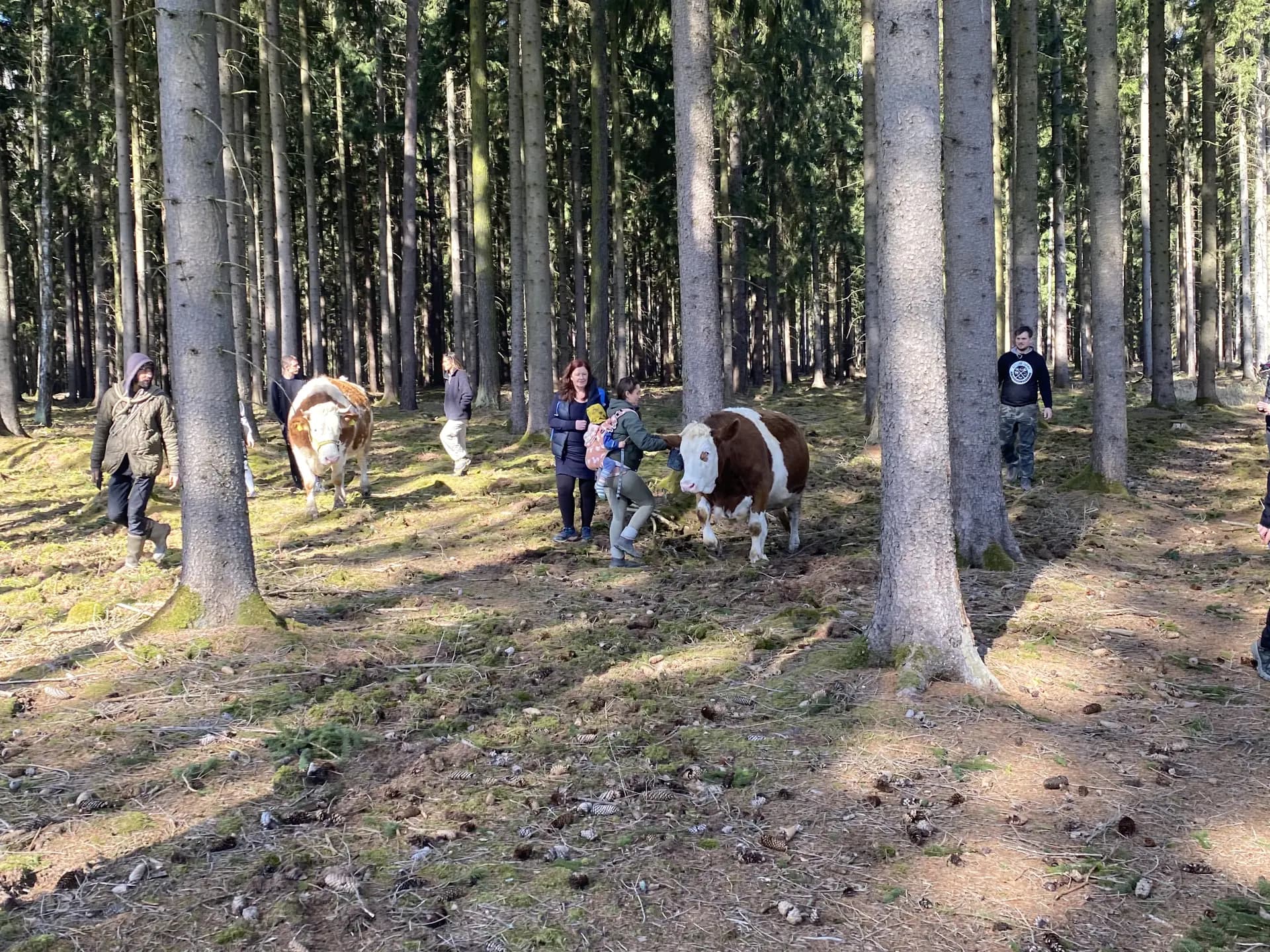 Společná procházka lidí s krávami prosluněným lesem